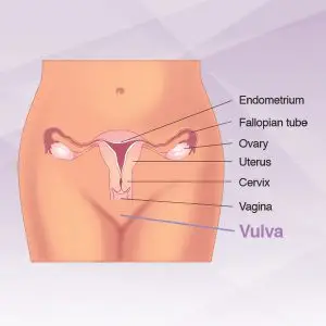 diagram of vulva